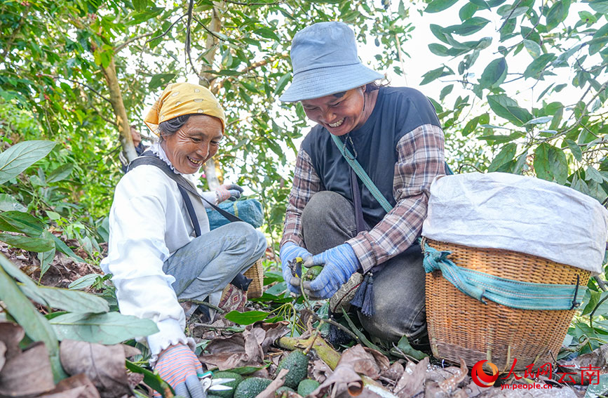 果农正在采收牛油果。人民网记者 虎遵会摄