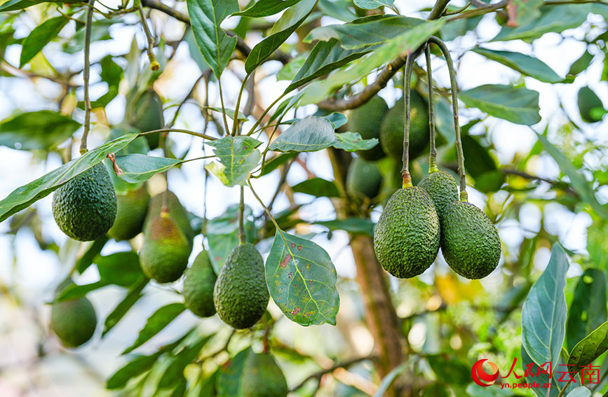 树上待采摘的牛油果。人民网记者 虎遵会摄