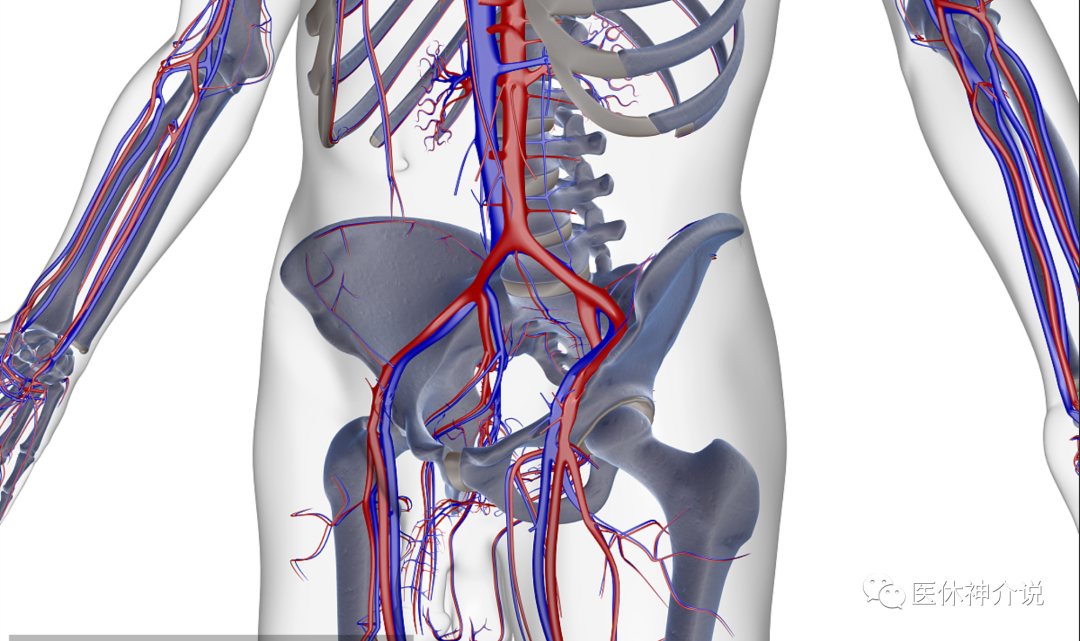动脉什么压迫止血这些穿刺压迫方法你都会了吗？_https://www.jmylbn.com_新闻资讯_第2张