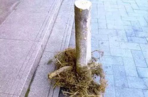 男子偷金桔树送给老婆做礼物 谁知此树价值不菲