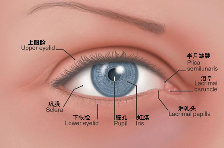 一小道不起眼的月牙状褶皱,名叫半月皱襞,紧挨着红色疙瘩状的泪阜,没