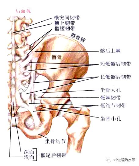 骶髂关节疼痛详解运动学特征与评估治疗