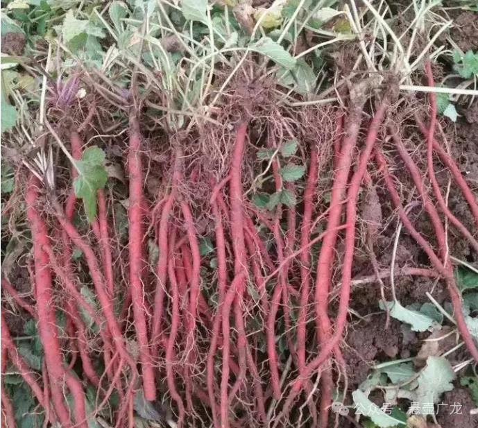 丹参：《本草纲目》里的平民中药，曾是皇宫御膳房的“养心”名菜！