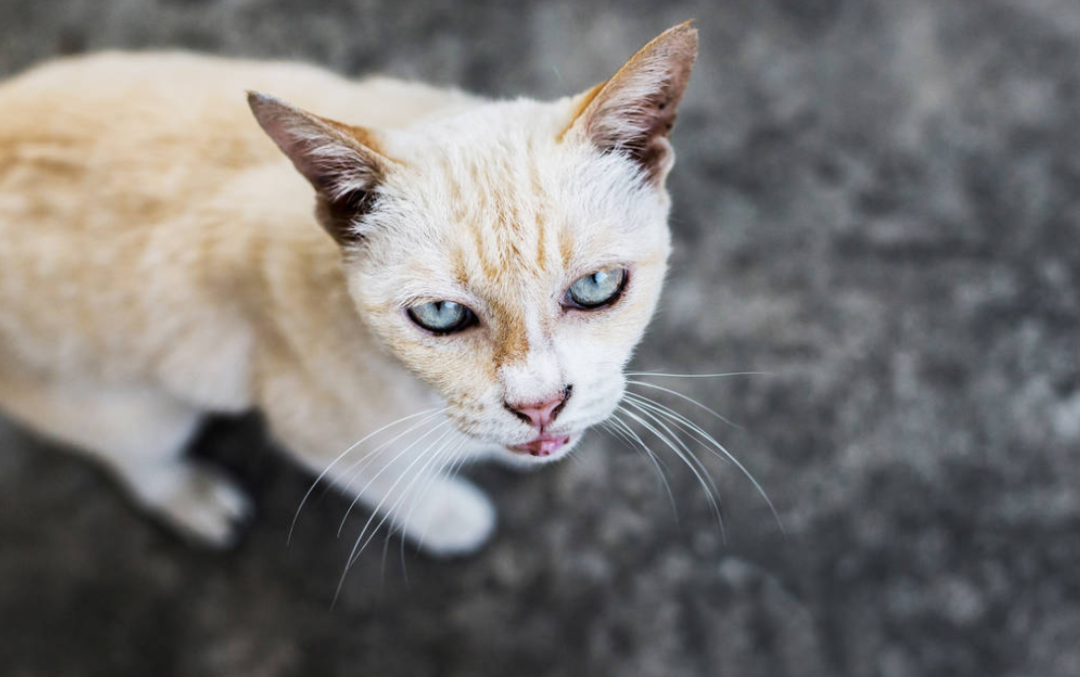 请投票 急需制定 反虐待动物法 男子当街用开水烫怀孕母猫 导致4只已成形的小猫胎死腹中 资讯 维宠宠物导航网