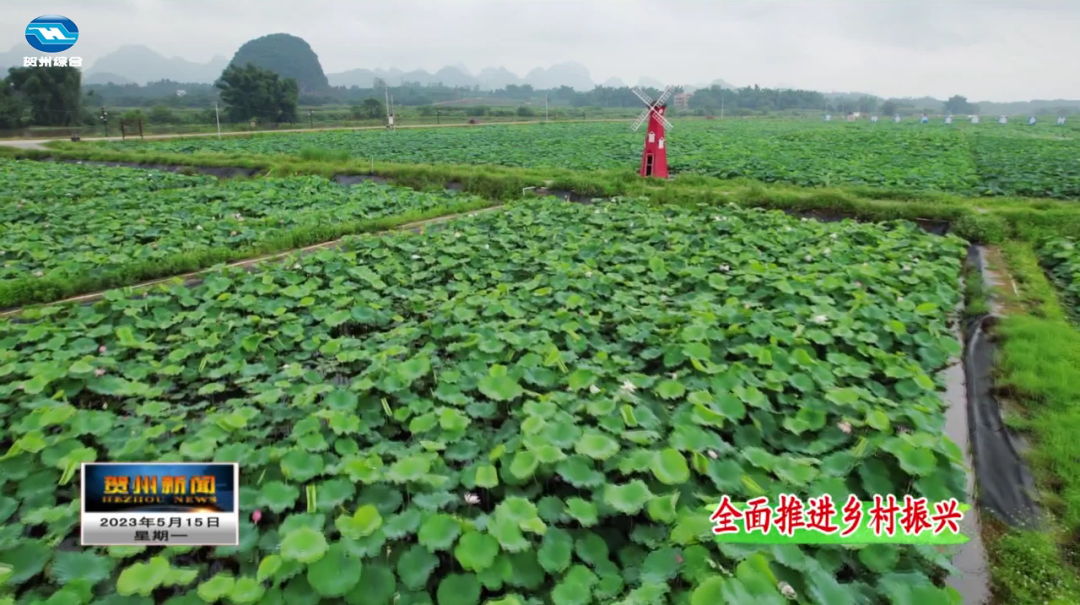 莲藕是平桂区的主导产业之一,2019年,平桂区创建了"藕莲天下"水生蔬菜