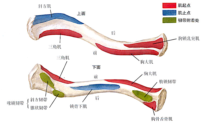 Illustration 6 for 锁骨近端复杂骨折不再愁！DR CT X片精准解读，cc胸锁钩钢板低风险手术新突破，实现快速康复！