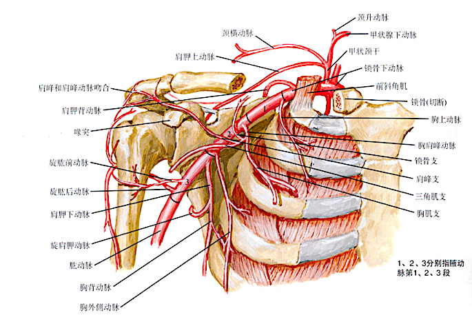 Illustration 7 for 锁骨近端复杂骨折不再愁！DR CT X片精准解读，cc胸锁钩钢板低风险手术新突破，实现快速康复！