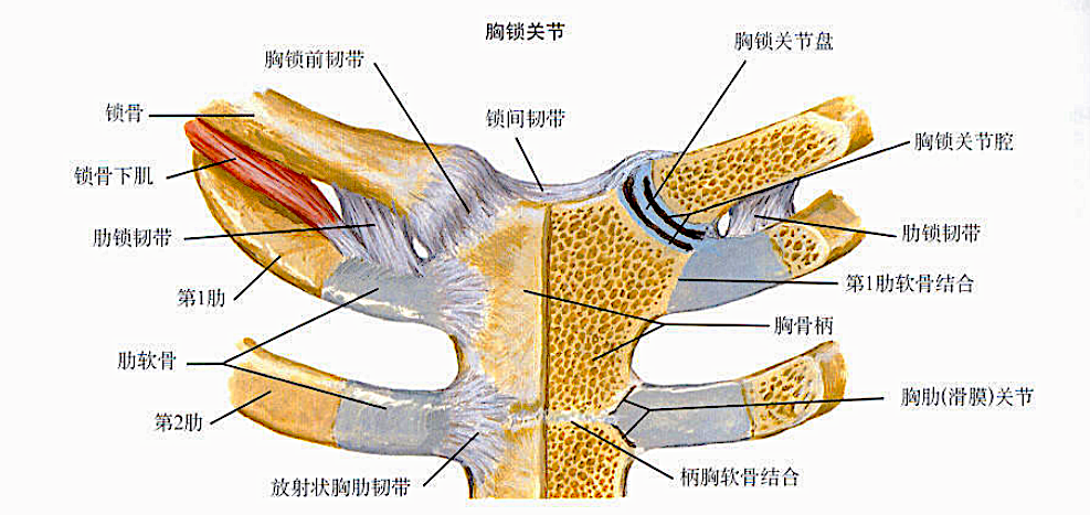 Illustration 8 for 锁骨近端复杂骨折不再愁！DR CT X片精准解读，cc胸锁钩钢板低风险手术新突破，实现快速康复！