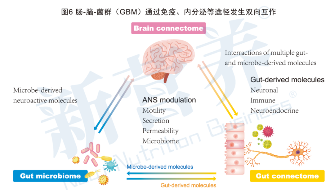 益生菌肌肤微生态平衡_奥婷敏发酵黑豆粉_肠道菌群平衡