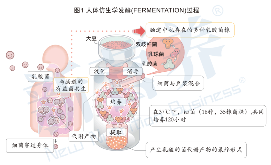 肠道菌群平衡_奥婷敏发酵黑豆粉_益生菌肌肤微生态平衡
