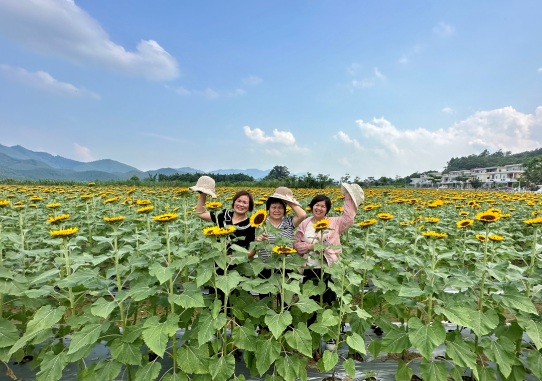 >首頁>開平市政府網>新聞動態>鎮街動態>走進開平市大沙鎮大塘面村,一