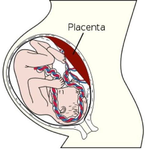 紫河车怎么买卖那些把制作胎盘胶囊当做副业的月嫂，你们生意还好吗？_https://www.jmylbn.com_新闻资讯_第3张