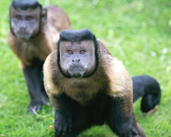 全世界最像人脸的猴子,看一眼就让你忧伤 - beebee星球 - 瓦斯阅读