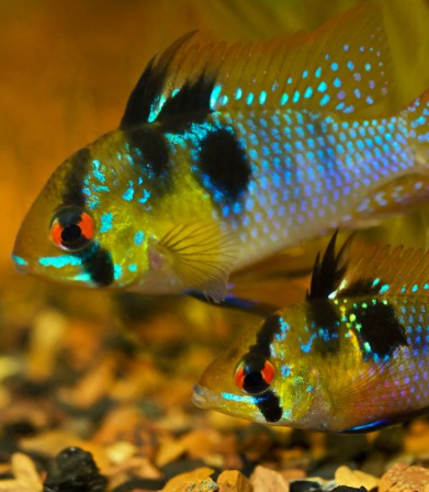 短尾金波子_金波子长尾短尾哪个好看_金波子和凤尾哪个好