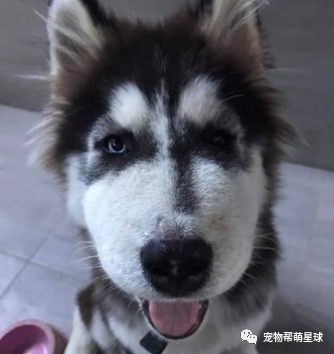 牧羊犬膽大追蜜蜂，結果反被咬，網友看見「豬頭臉」差點兒沒笑斷氣！ 寵物 第12張