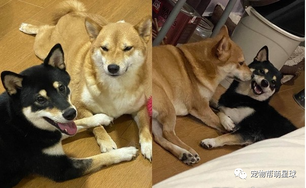 黄柴在睡觉,黑柴却疯狂推搡,但黄柴的反应却让人佩服,太能忍!-友友