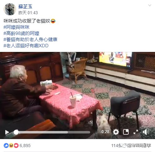 趁家人不注意...98歲奶奶竟偷偷甩起逗貓棒，貓咪：成功收服！ 寵物 第3張