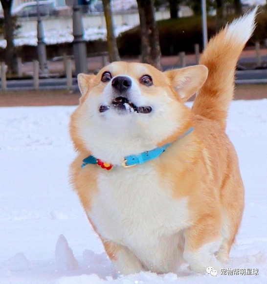 自带表情包的柯基满脸都是戏!这是我见过最浮夸的基!