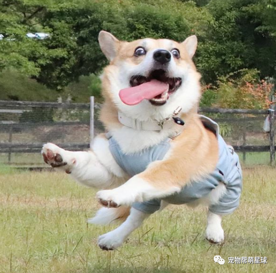 自带表情包的柯基满脸都是戏!这是我见过最浮夸的基!