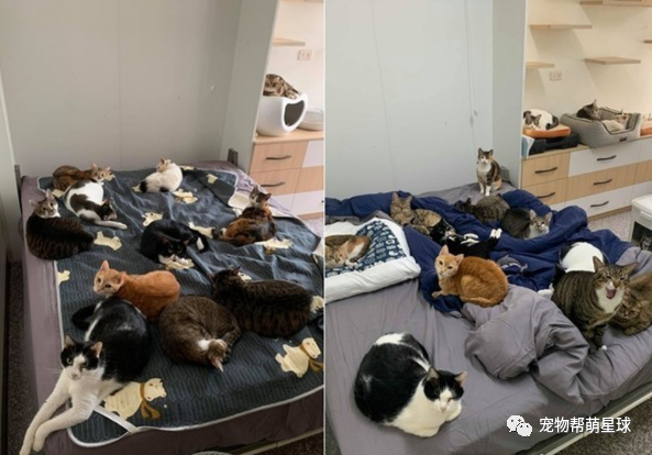 冬天带 虎斑猫围巾 惹网友直呼羡慕 爸立马揭露痛苦负担瞬间让人爆笑 萌宠 训练养宠技巧 宠物用品 微信头条新闻公众号文章收集网