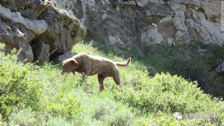 小狗為保護野生動物做出了巨大貢獻，竟是因為它...愛聞便便！ 寵物 第4張