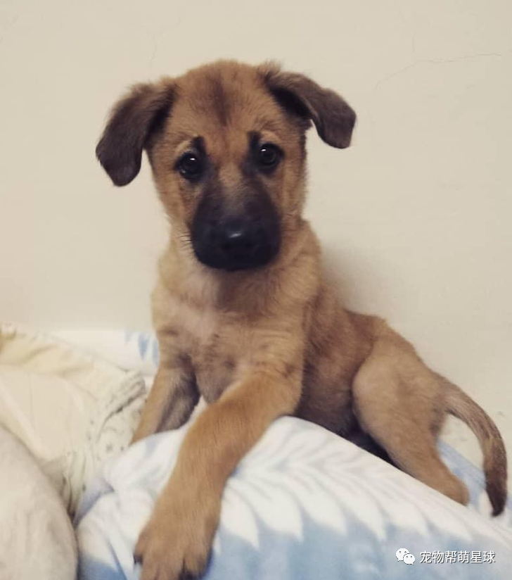 黄狗黑嘴的"露比",当年一只小狗儿在加油站无人问津,可怜兮兮的样子