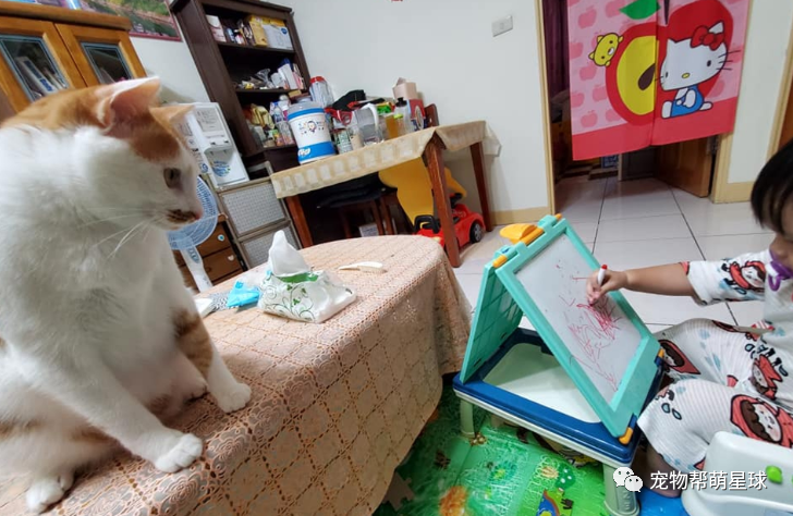 貓哥充當職業模特引發兩歲妹妹的繪畫靈感，結果竟創作出「世界級」作品… 寵物 第11張