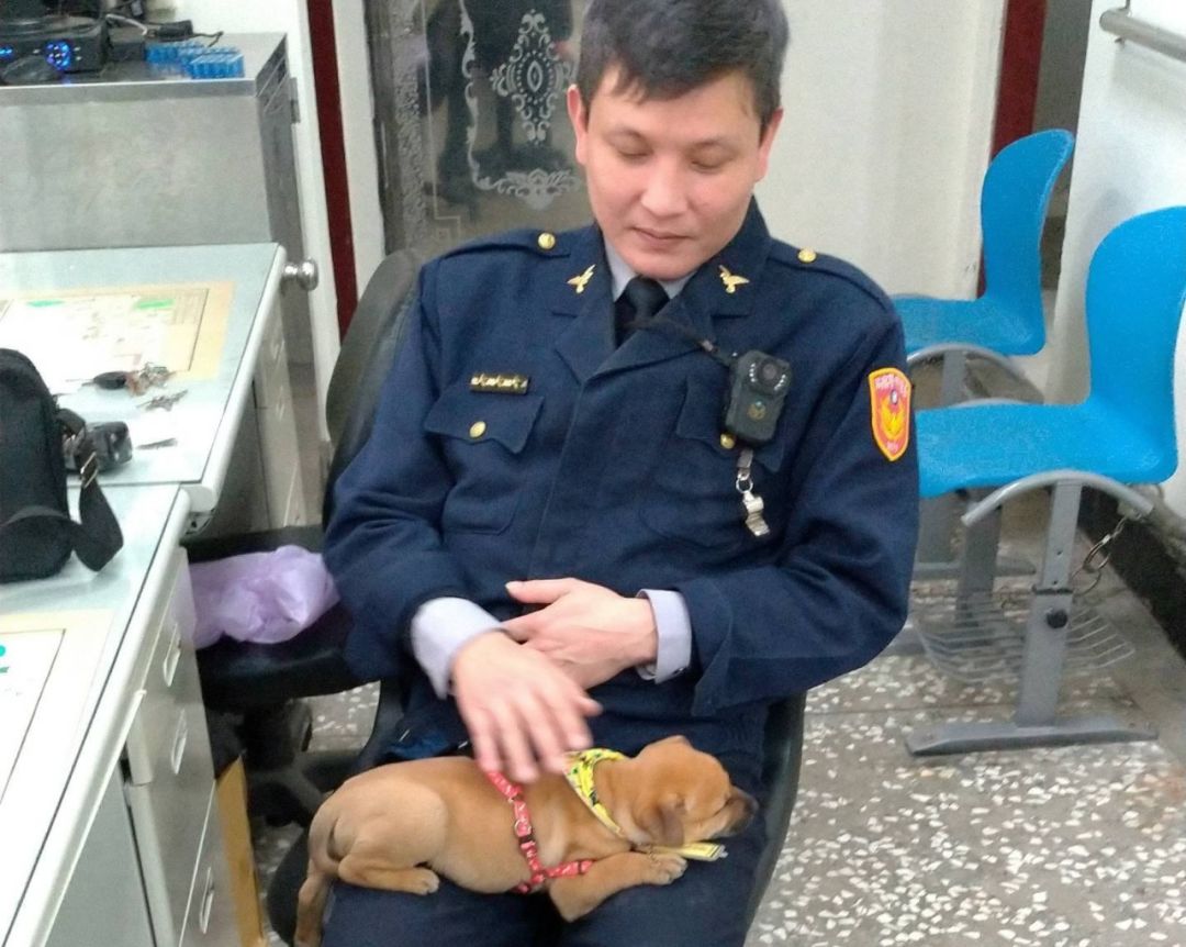 遭棄養的小土狗被警員帶回，每天務實訓練還獲得專屬牌照...萌翻了！ 寵物 第3張