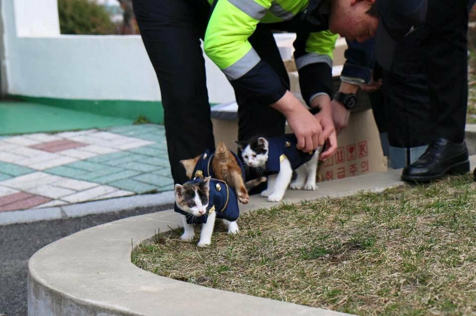 遭棄養的小土狗被警員帶回，每天務實訓練還獲得專屬牌照...萌翻了！ 寵物 第6張