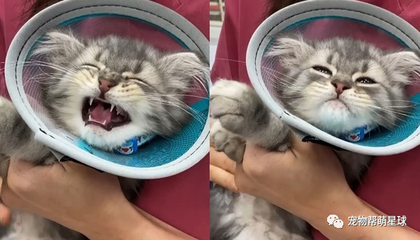 第一次打针好痛痛!小猫奶音哭叫加瘪嘴泛泪,委屈脸萌晕全网:呜…就是好怕怕嘛~-微信头条网 第一次打针好痛痛!小猫奶音哭叫加瘪嘴泛泪,委屈脸萌晕全网:呜…就是好怕怕嘛~