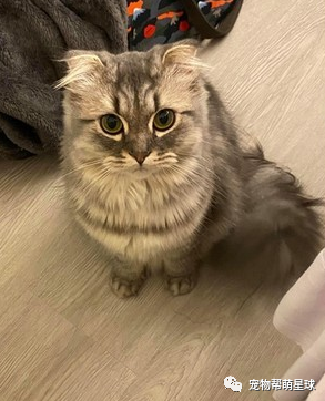 第一次打针好痛痛!小猫奶音哭叫加瘪嘴泛泪,委屈脸萌晕全网:呜…就是好怕怕嘛~-微信头条网 第一次打针好痛痛!小猫奶音哭叫加瘪嘴泛泪,委屈脸萌晕全网:呜…就是好怕怕嘛~