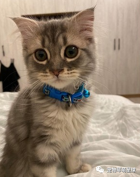 第一次打针好痛痛!小猫奶音哭叫加瘪嘴泛泪,委屈脸萌晕全网:呜…就是好怕怕嘛~-微信头条网 第一次打针好痛痛!小猫奶音哭叫加瘪嘴泛泪,委屈脸萌晕全网:呜…就是好怕怕嘛~