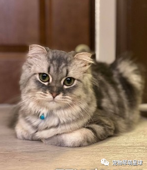 第一次打针好痛痛!小猫奶音哭叫加瘪嘴泛泪,委屈脸萌晕全网:呜…就是好怕怕嘛~-微信头条网 第一次打针好痛痛!小猫奶音哭叫加瘪嘴泛泪,委屈脸萌晕全网:呜…就是好怕怕嘛~