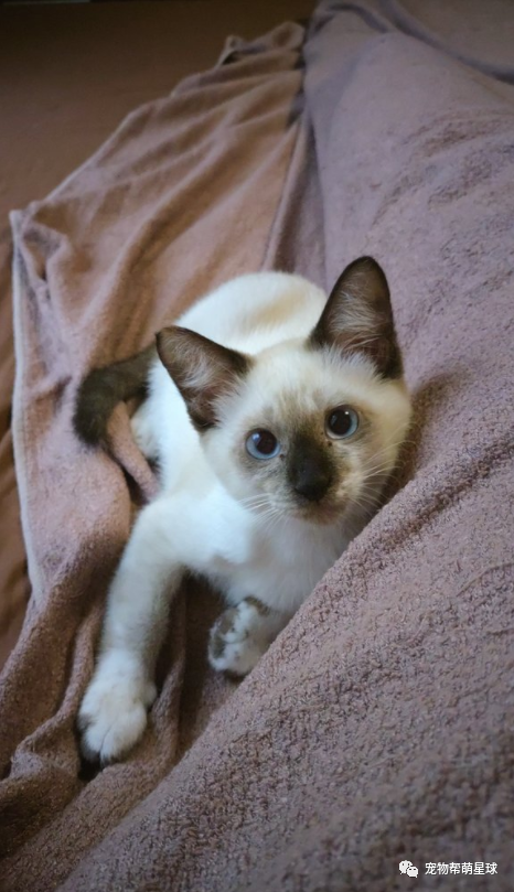 见过一般小奶猫碰瓷 没想到 挖煤 的竟也会强行碰瓷 柠檬资讯
