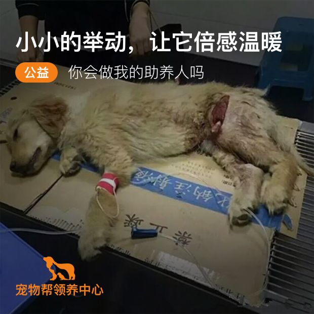 狗子轉頭回眸被拍下當街景圖，還被貼心打上馬賽克，網笑：犬權意識覺醒！ 未分類 第8張