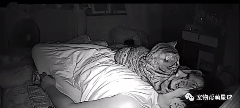 貓咪半夜都在幹嘛？泰國一小哥架錄影機揭秘，網友顫抖評論：真的可怕！ 未分類 第3張