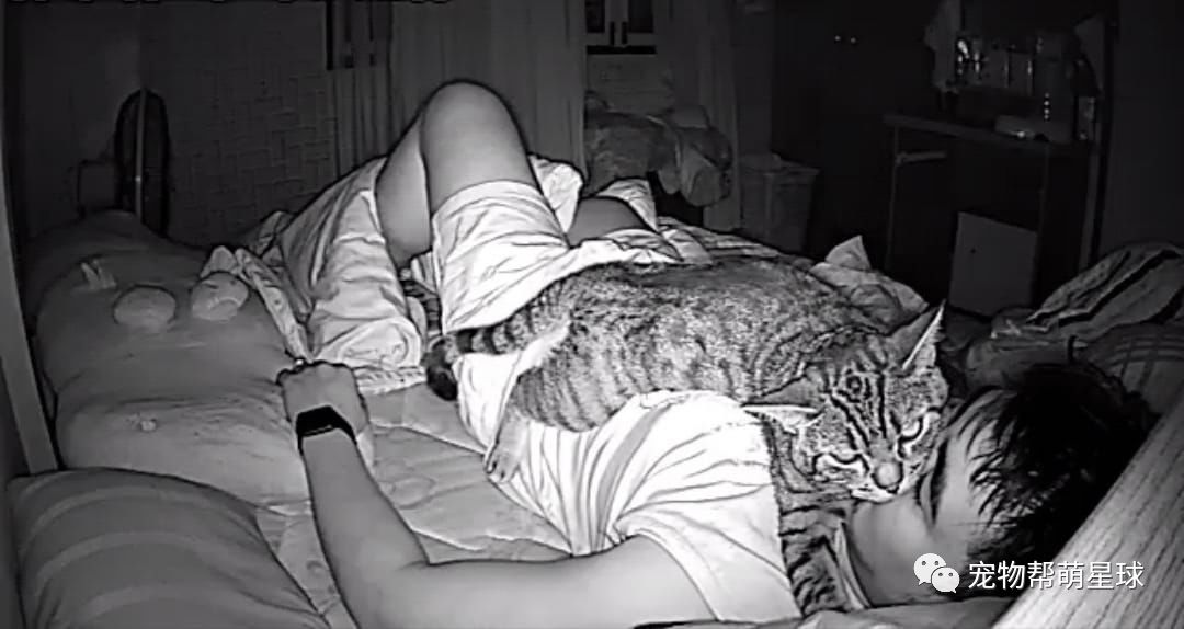 貓咪半夜都在幹嘛？泰國一小哥架錄影機揭秘，網友顫抖評論：真的可怕！ 未分類 第4張