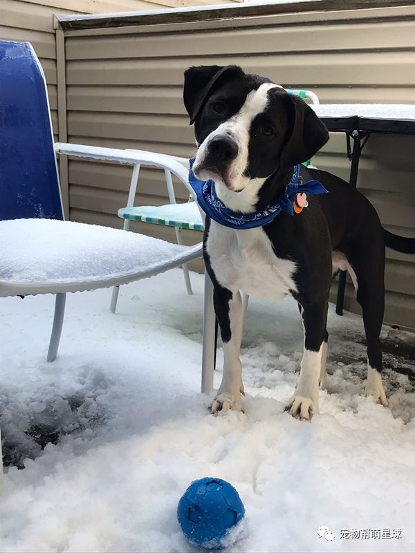 狗狗被困五級大火中，兩天後主人再次尋找竟聽到狗叫聲：謝謝你回來救我！ 寵物 第5張