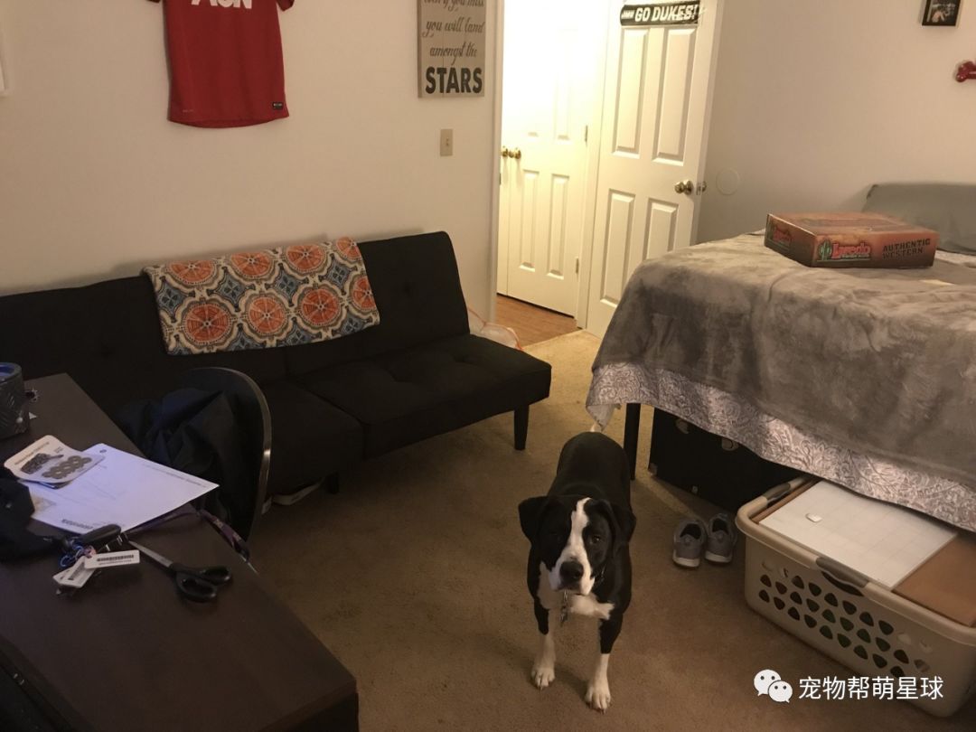 狗狗被困五級大火中，兩天後主人再次尋找竟聽到狗叫聲：謝謝你回來救我！ 寵物 第1張