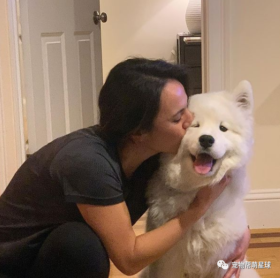 萨摩耶被亲后满脸愁容引发网友爆笑：逼迫纯情小狗狗？