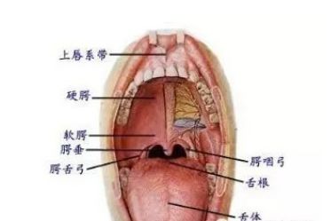 开学季，家长焦虑孩子说话不清楚，看看构音器官的发展！
