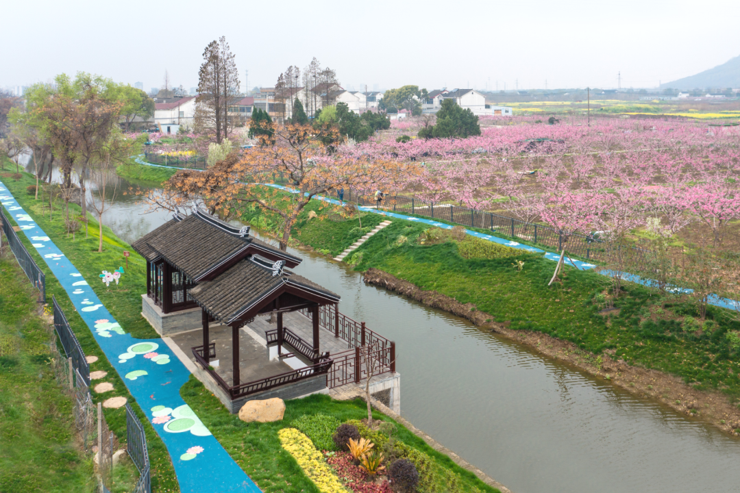 桃理人家 诗酒田园——阳山镇桃源村-农业技术-数字乡村网-数字化平台