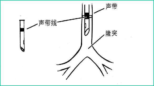 喉镜镜片怎么选【新生儿复苏概论】中国新生儿窒息复苏项目标准（2020版）第五期：气管插管和喉罩气道_https://www.jmylbn.com_新闻资讯_第3张