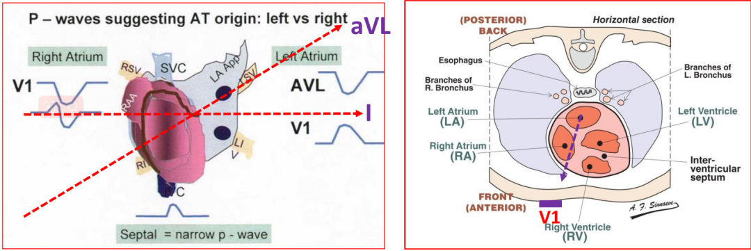 p心电图功能怎么开通异位起源P波的心电图定位_https://www.jmylbn.com_新闻资讯_第5张