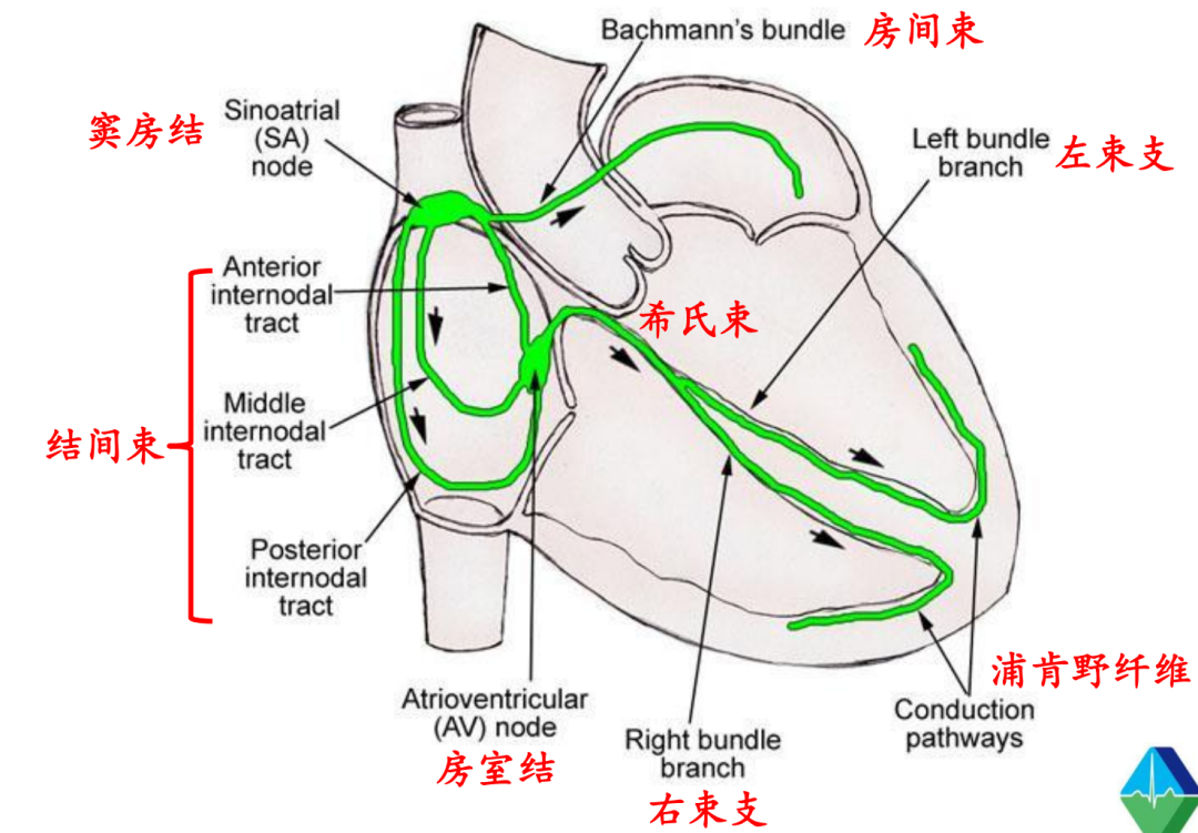 心律失常——室性早搏的诊疗
