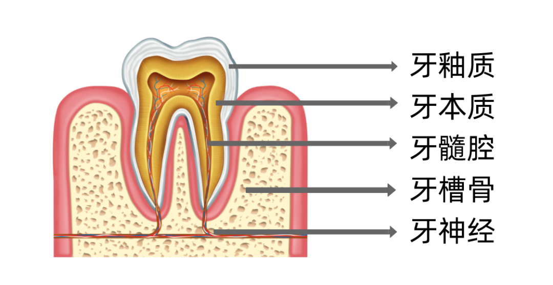 X光拍片为什么要等看牙为什么要拍片？非专业人士如何看懂自己的牙片！_https://www.jmylbn.com_新闻资讯_第1张