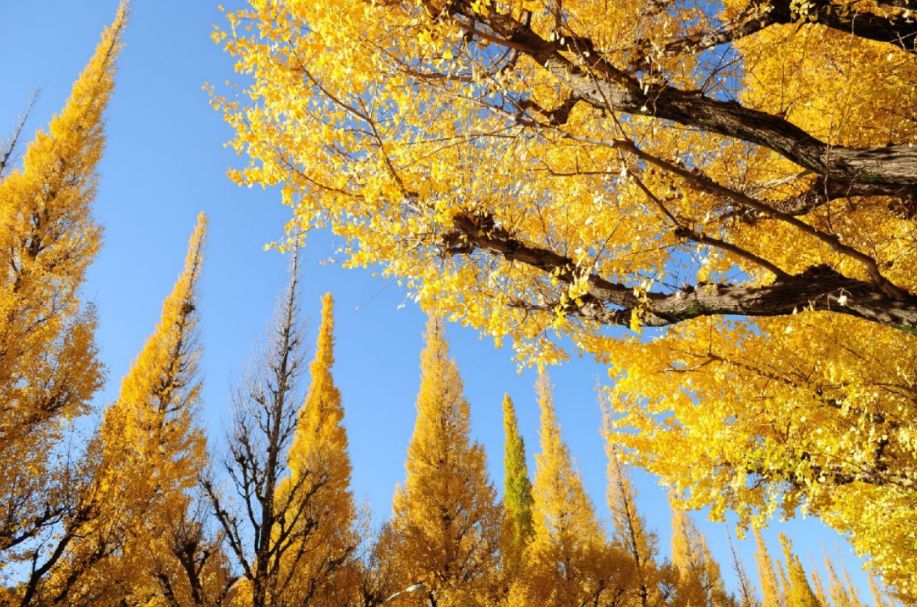 秋遊賞楓，東京大阪附近有什麼楓葉好看人又少的景點？ 旅遊 第15張