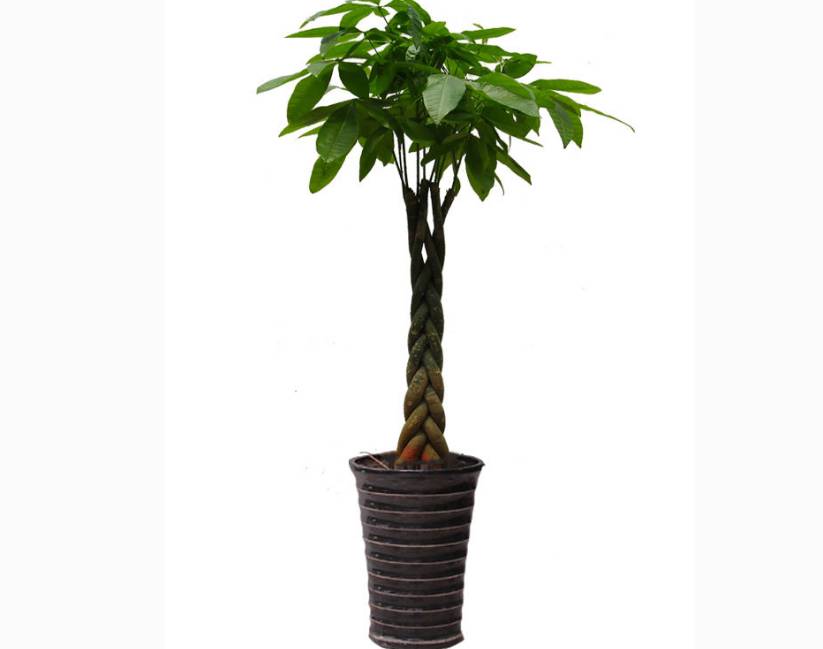 冬天怎样养护发财树技巧