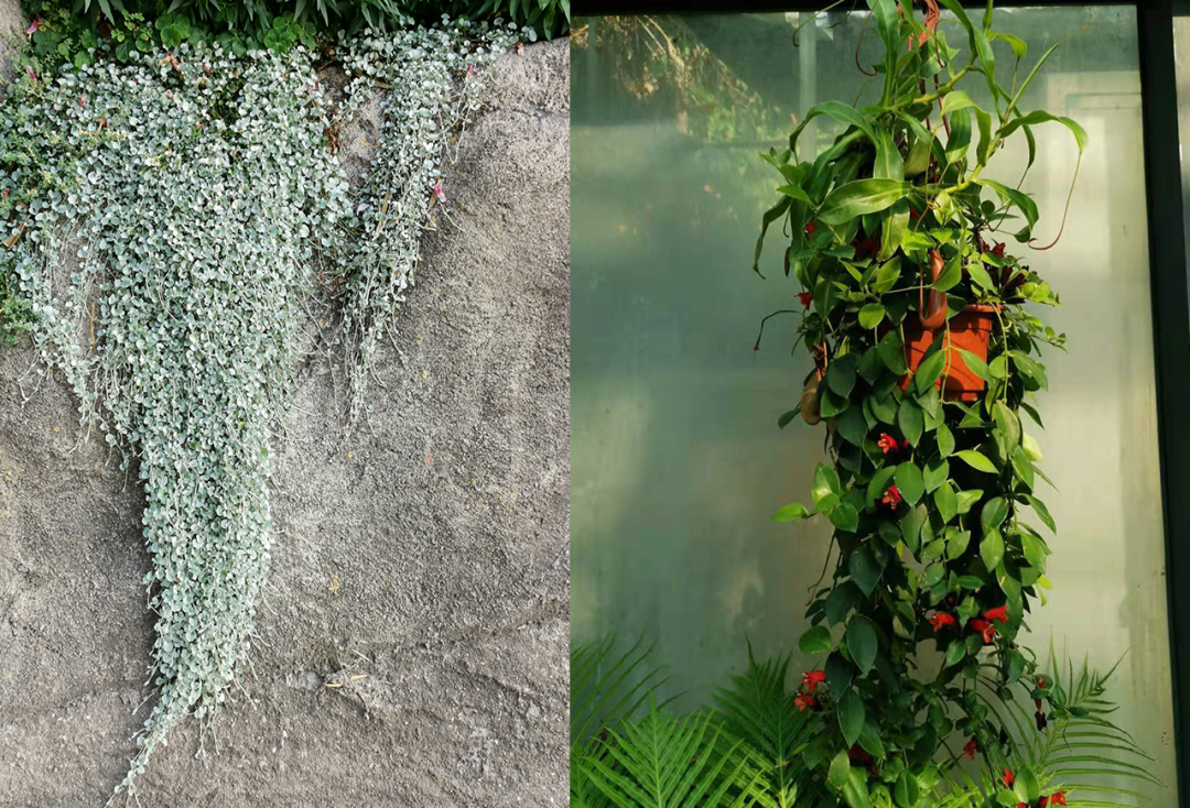 匍匐在花盆边缘处的4种景观植物 能养成阳台吊盆绿植 柠檬资讯