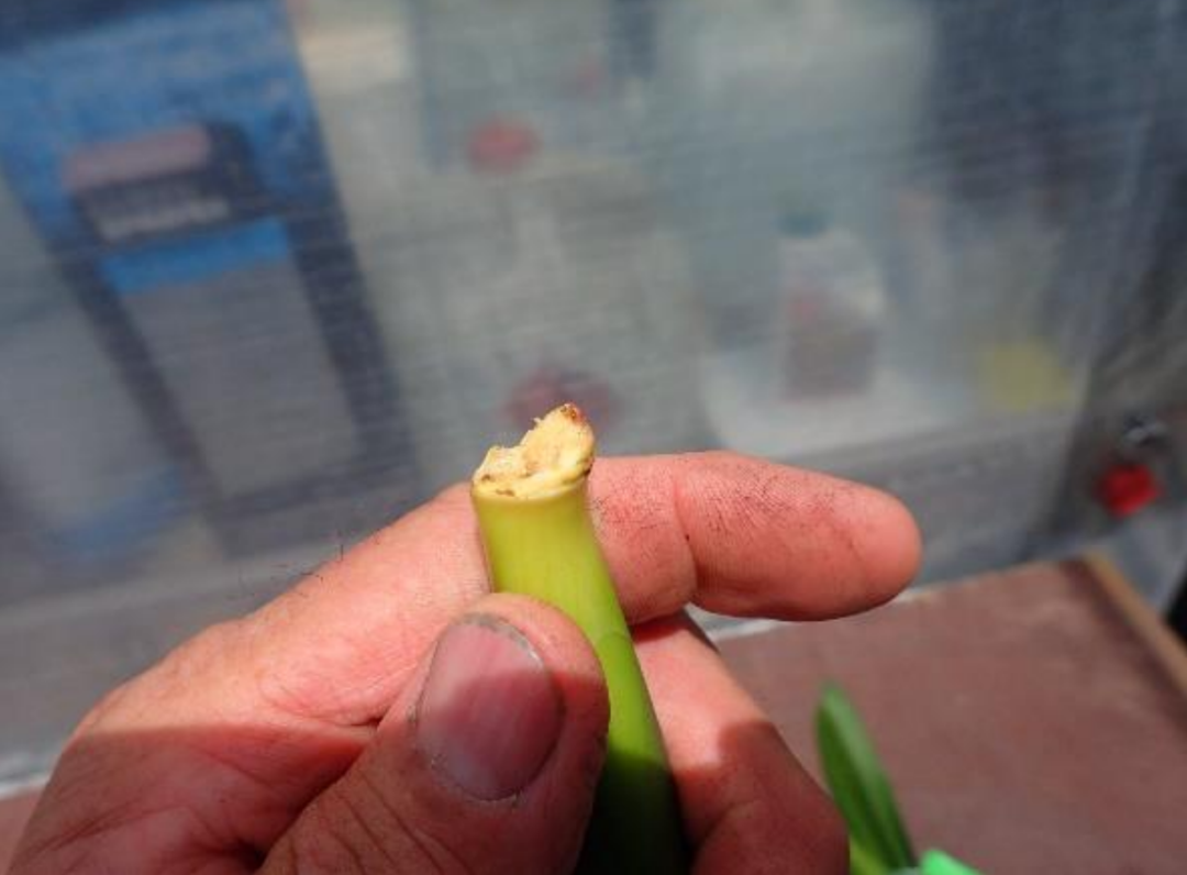 水苔能養好蝴蝶蘭，可挽救爛根的君子蘭，這麼有用的材料很少人懂 家居 第8張